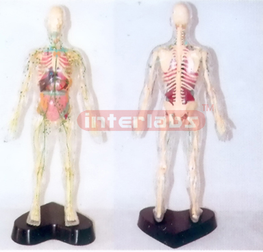 35CM TALL, TRANS PARENT AND DISSECTABLE HUMAN BODY WITH SKELETON, ORGANS AND LYMPHATIC SYSTEM AND LYMPH DRAINAGE